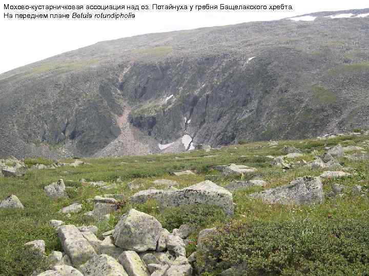 Мохово-кустарничковая ассоциация над оз. Потайнуха у гребня Бащелакского хребта. На переднем плане Betula rotundipholia