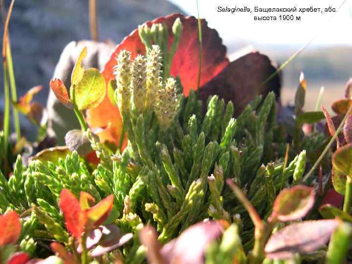 Selaginella, Бащелакский хребет, абс. высота 1900 м 