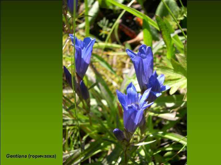 Gentiana (горичавка) 
