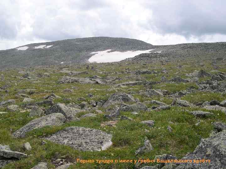 Горная тундра в июле у гребня Бащелакского хребта 