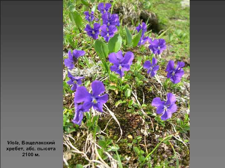Viola, Бащелакский хребет, абс. высота 2100 м. 