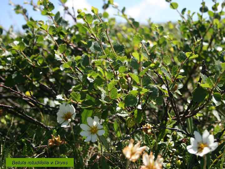 Карликовая березка и Dryas Betula rotudifolia и Dryas 