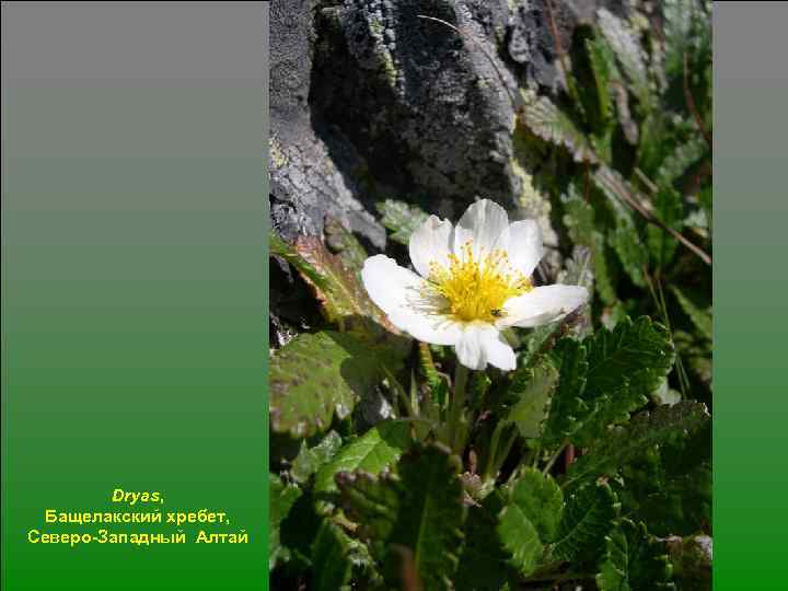 Dryas, Бащелакский хребет, Северо-Западный Алтай 