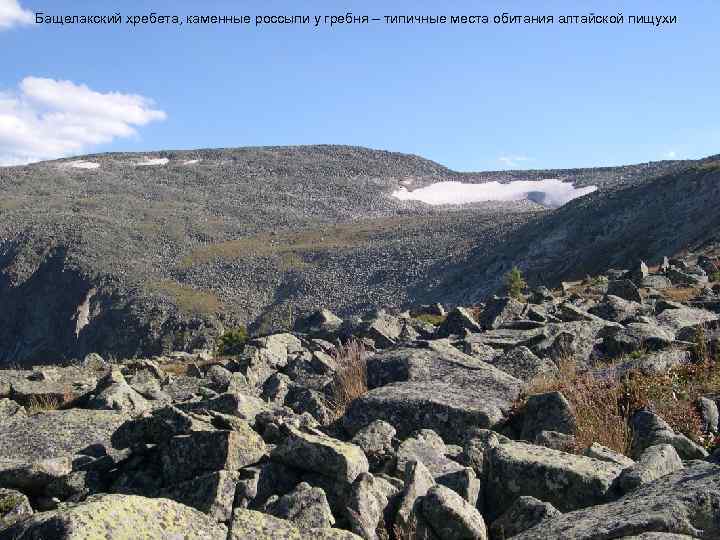 Бащелакский хребета, каменные россыпи у гребня – типичные места обитания алтайской пищухи Каменные россыпи