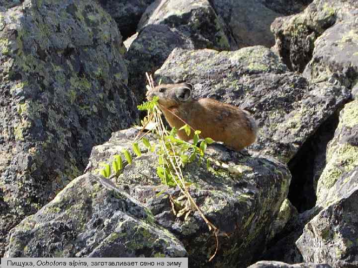 Пищуха, Ochotona alpina, заготавливает сено на зиму 