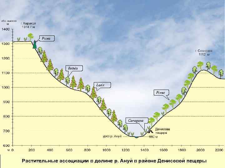 Picea Betula Larix Pinus Caragana Растительные ассоциации в долине р. Ануй в районе Денисовой