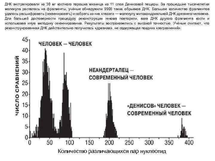 ДНК экстрагировали из 30 мг костного порошка мизинца из 11 слоя Денисовой пещеры. За