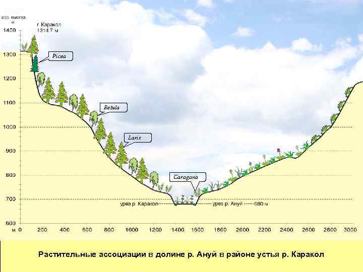 Picea Betula Larix Caragana Растительные ассоциации в долине р. Ануй в районе устья р.