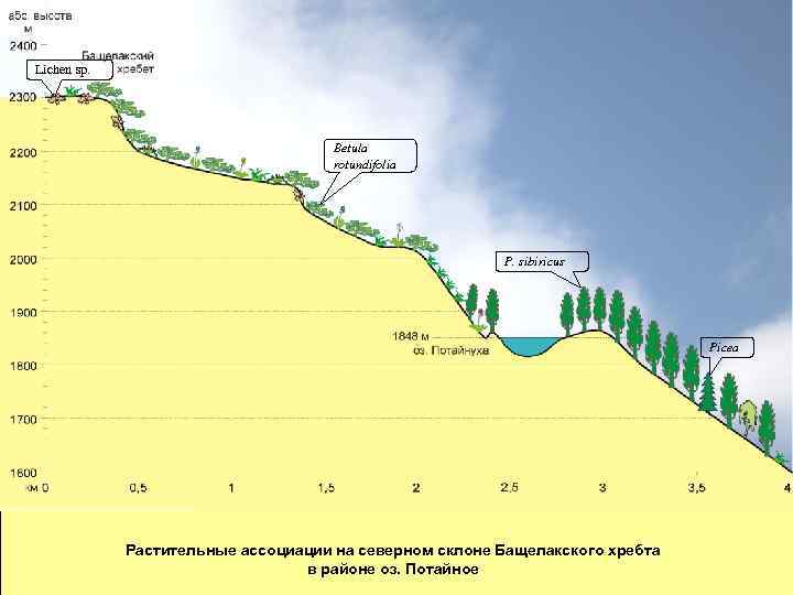 Lichen sp. Betula rotundifolia P. sibiricus Picea Растительные ассоциации на северном склоне Бащелакского хребта