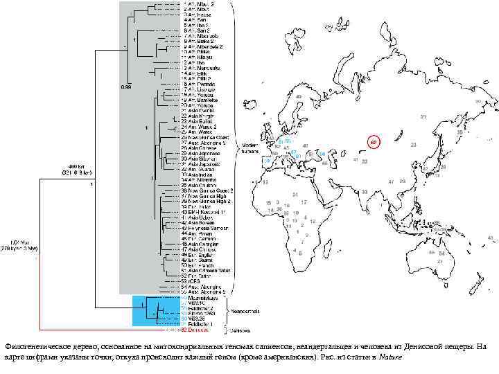 Филогенетическое дерево, основанное на митохондриальных геномах сапиенсов, неандертальцев и человека из Денисовой пещеры. На