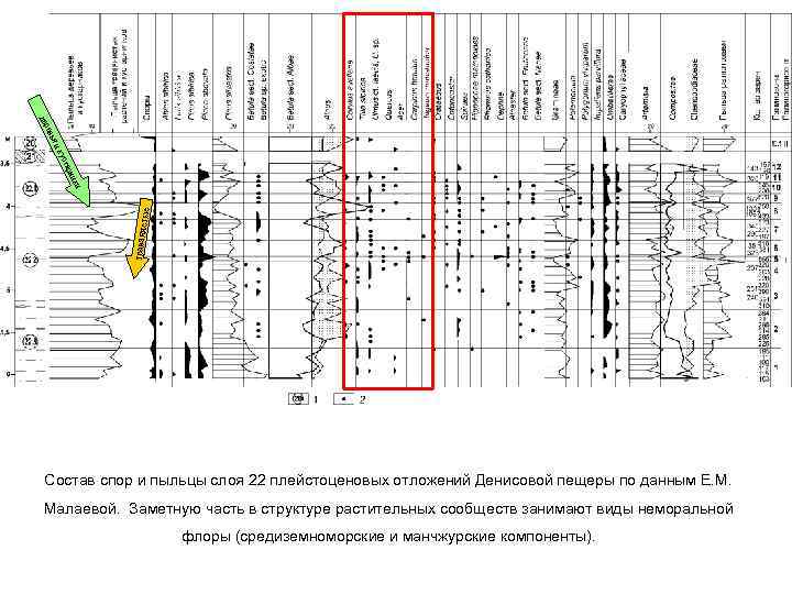 е дер Состав спор и пыльцы слоя 22 плейстоценовых отложений Денисовой пещеры по данным