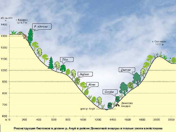 P. sibiricus Tilia Quercus Juglans Alnus Corylus Реконструкция биотопов в долине р. Ануй в
