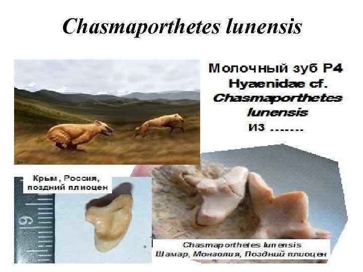 Chasmaporthetes lunensis 