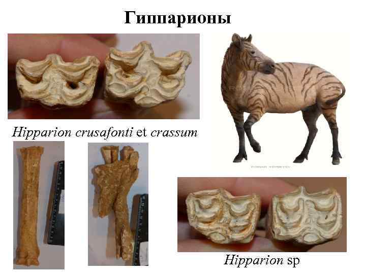 Гиппарионы Hipparion crusafonti et crassum Hipparion sp 