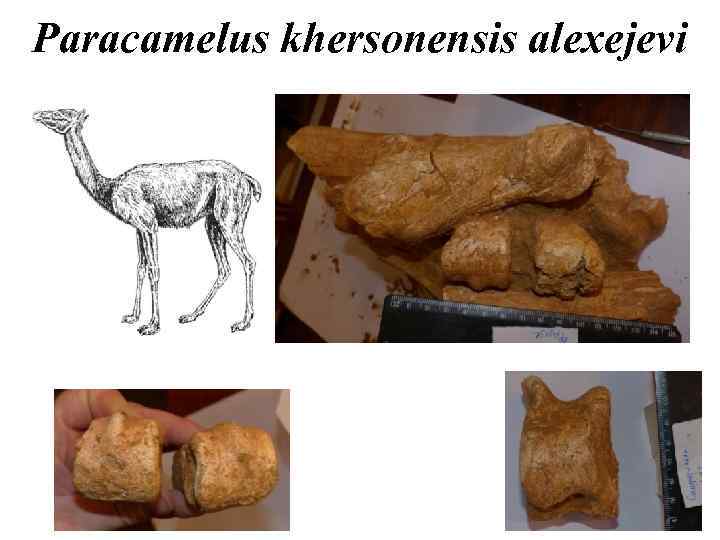 Paracamelus khersonensis alexejevi 