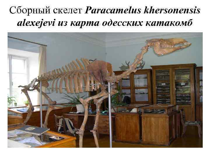 Сборный скелет Paracamelus khersonensis alexejevi из карта одесских катакомб 