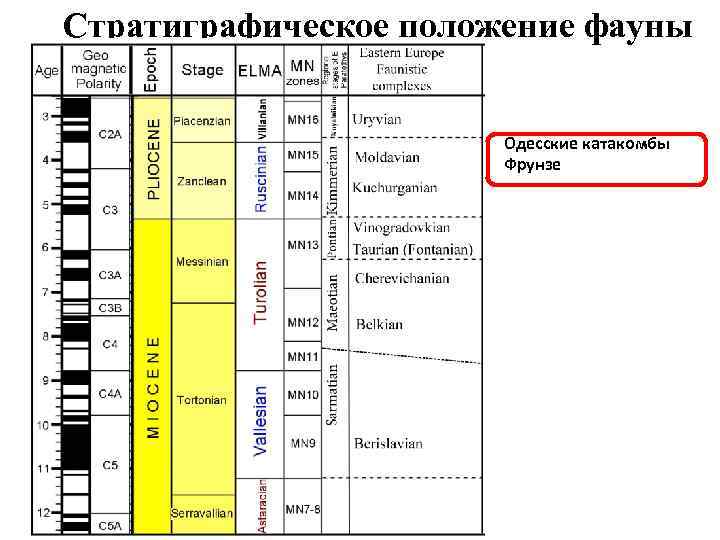 Стратиграфическое положение фауны Одесские катакомбы Фрунзе 