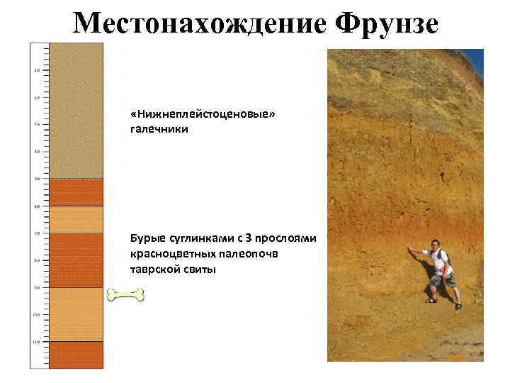 Местонахождение Фрунзе «Нижнеплейстоценовые» галечники Бурые суглинками с 3 прослоями красноцветных палеопочв таврской свиты 