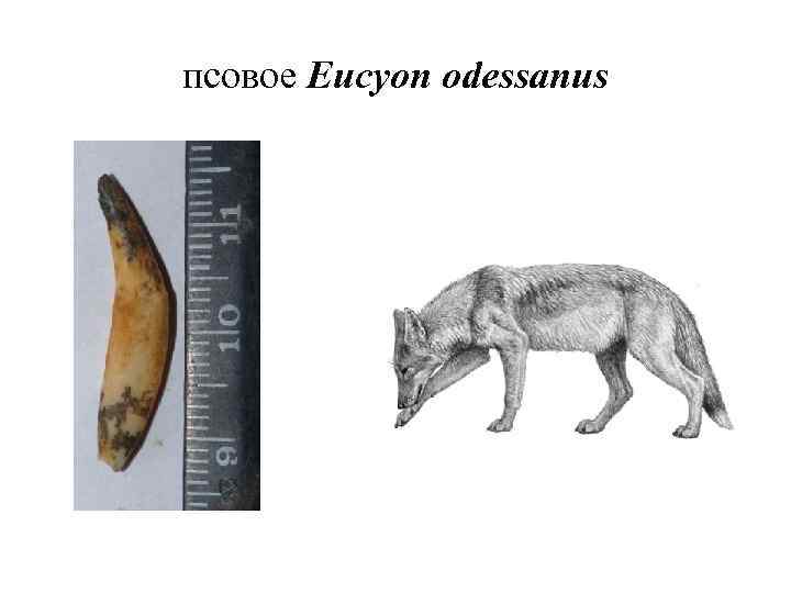 псовое Eucyon odessanus 