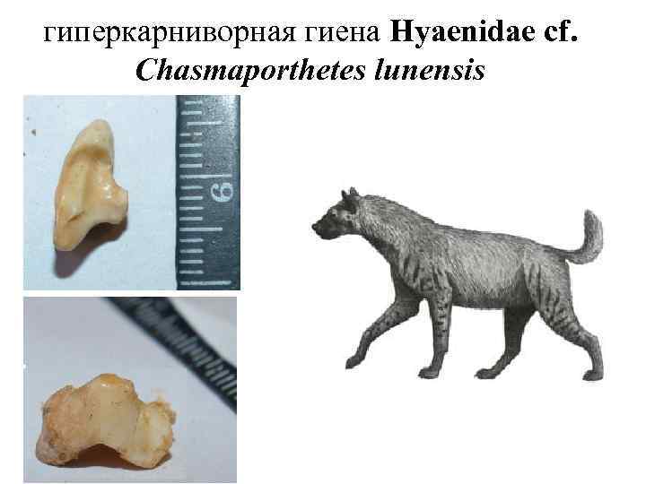 гиперкарниворная гиена Hyaenidae cf. Chasmaporthetes lunensis 