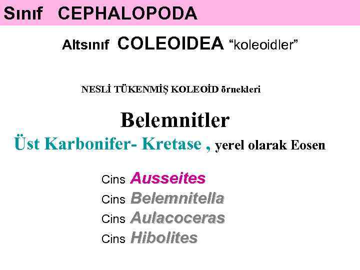 Sınıf CEPHALOPODA Altsınıf COLEOIDEA “koleoidler” NESLİ TÜKENMİŞ KOLEOİD örnekleri Belemnitler Üst Karbonifer- Kretase ,