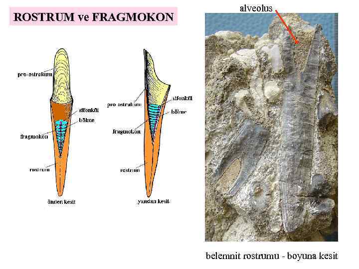 ROSTRUM ve FRAGMOKON alveolus belemnit rostrumu - boyuna kesit 