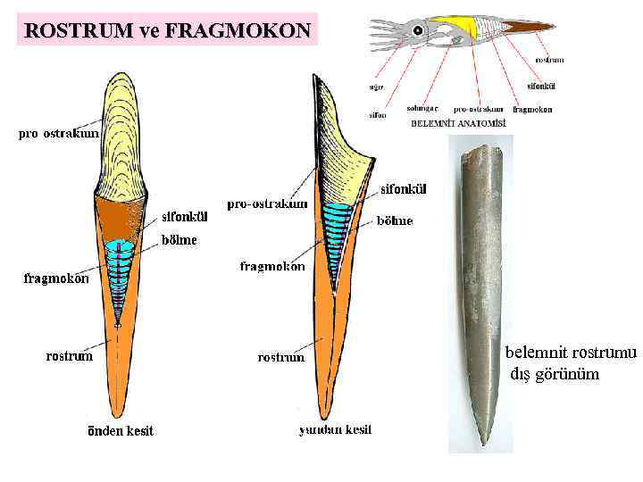 ROSTRUM ve FRAGMOKON belemnit rostrumu dış görünüm 