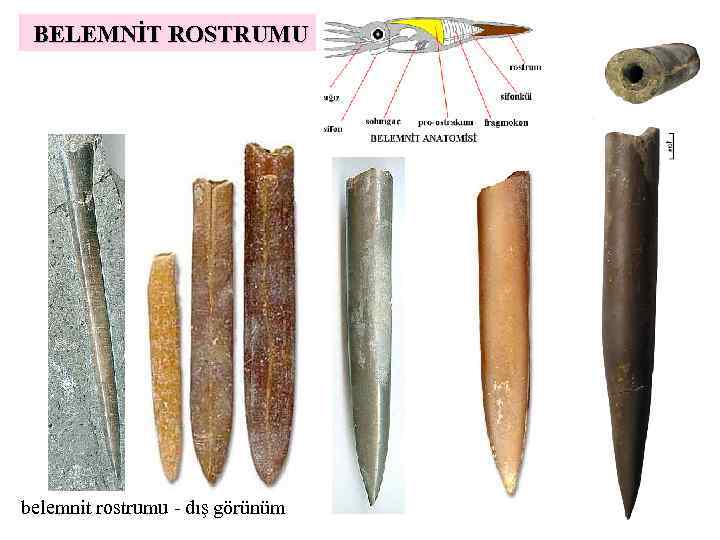 BELEMNİT ROSTRUMU belemnit rostrumu - dış görünüm 