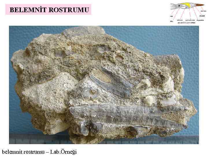 BELEMNİT ROSTRUMU belemnit rostrumu – Lab. Örneği 