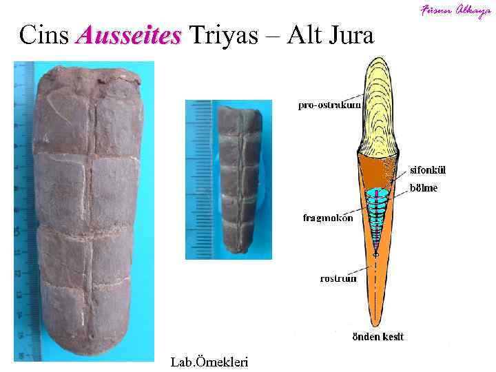 Cins Ausseites Triyas – Alt Jura Lab. Örnekleri Füsun Alkaya 