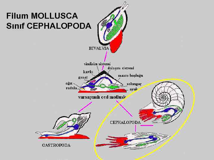 Filum MOLLUSCA Sınıf CEPHALOPODA 