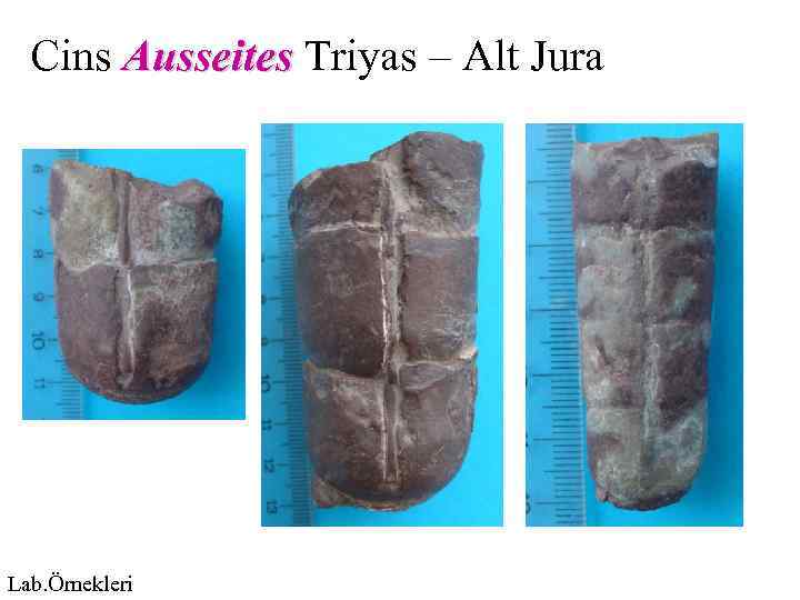 Cins Ausseites Triyas – Alt Jura Lab. Örnekleri 