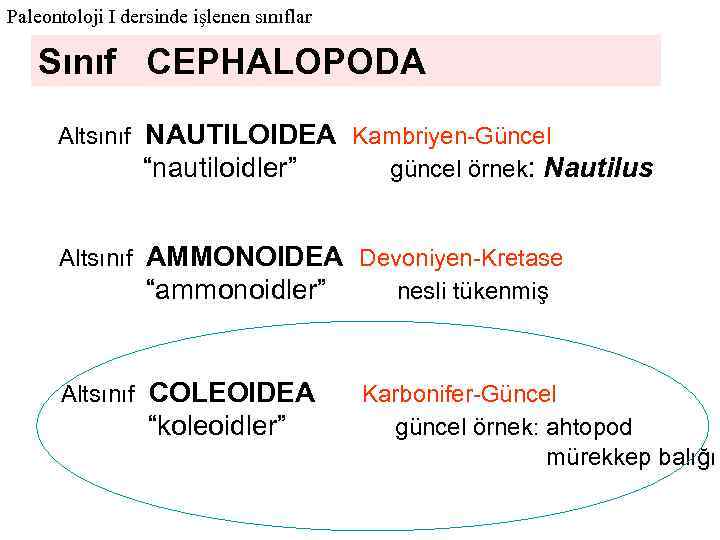 Paleontoloji I dersinde işlenen sınıflar Sınıf CEPHALOPODA Altsınıf NAUTILOIDEA Kambriyen-Güncel “nautiloidler” güncel örnek: Nautilus