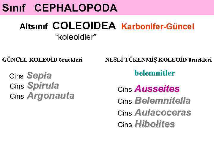 Sınıf CEPHALOPODA Altsınıf COLEOIDEA Karbonifer-Güncel “koleoidler” GÜNCEL KOLEOİD örnekleri Cins Sepia Cins Spirula Cins