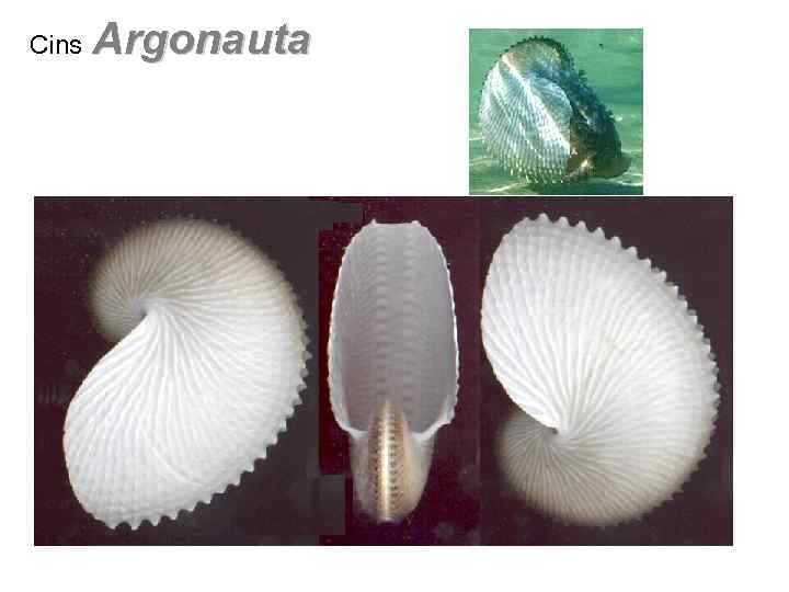 Cins Argonauta 