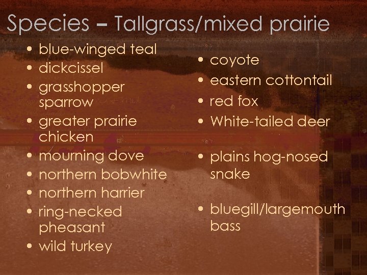 Species – Tallgrass/mixed prairie • blue-winged teal • dickcissel • grasshopper sparrow • greater