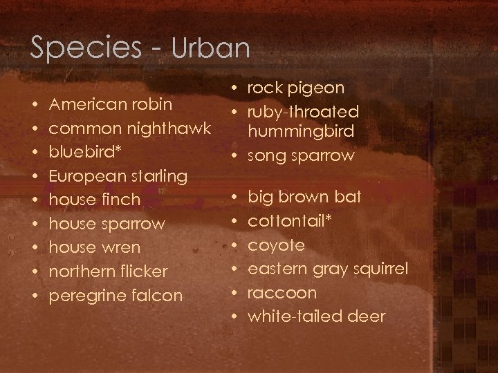 Species - Urban • • • American robin common nighthawk bluebird* European starling house