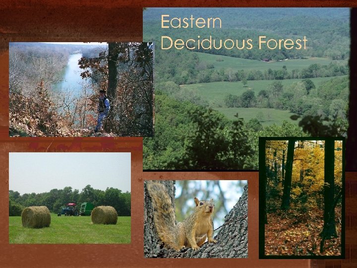 Eastern Deciduous Forest 