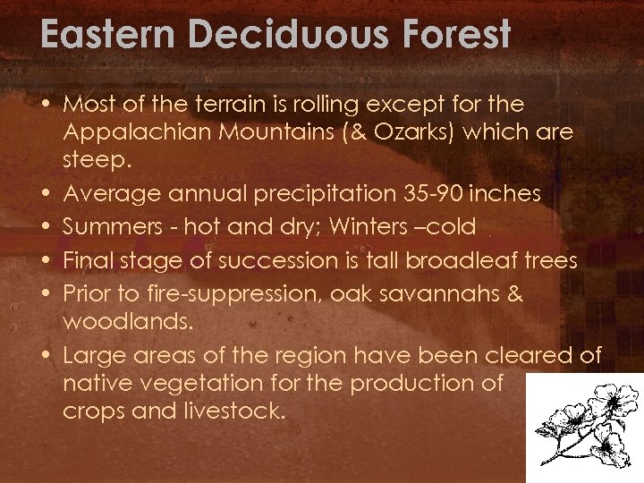 Eastern Deciduous Forest • Most of the terrain is rolling except for the Appalachian