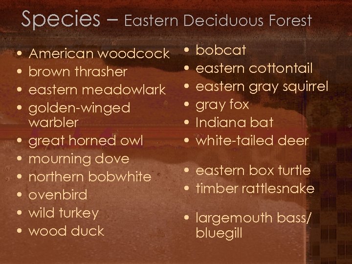 Species – Eastern Deciduous Forest • • • American woodcock brown thrasher eastern meadowlark