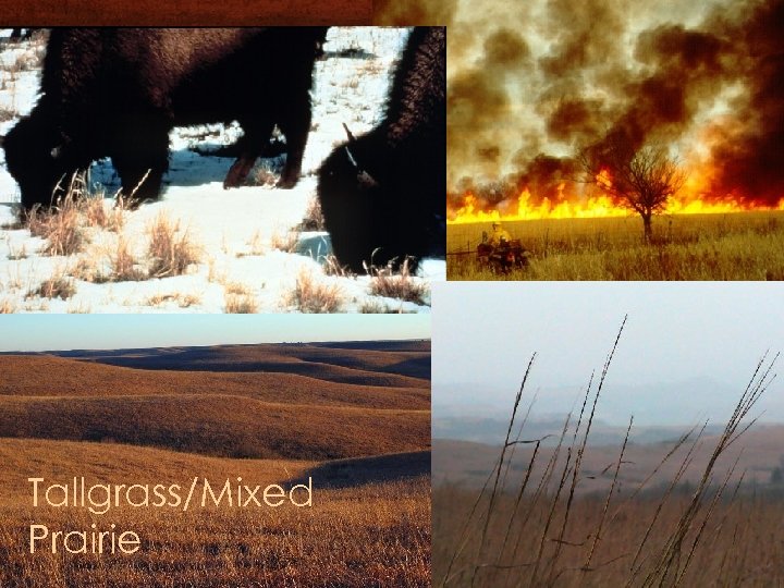 Tallgrass/Mixed Prairie 