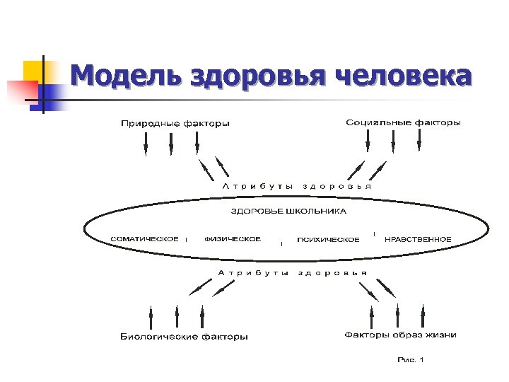 Модель здоровья и болезни