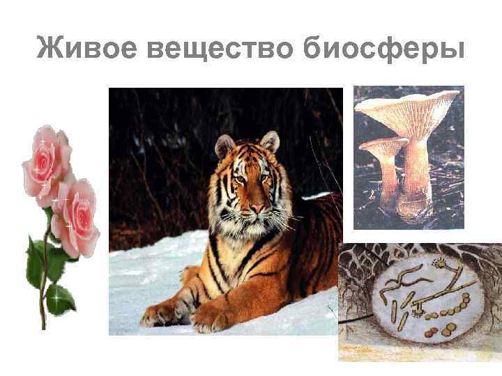 Живое вещество биосферы 