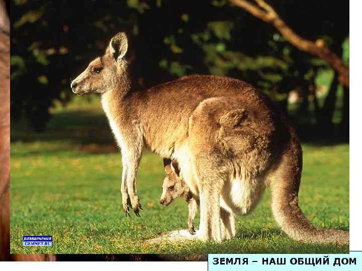 ЗЕМЛЯ – НАШ ОБЩИЙ ДОМ 