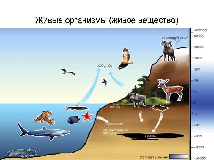 Живые организмы (живое вещество) 