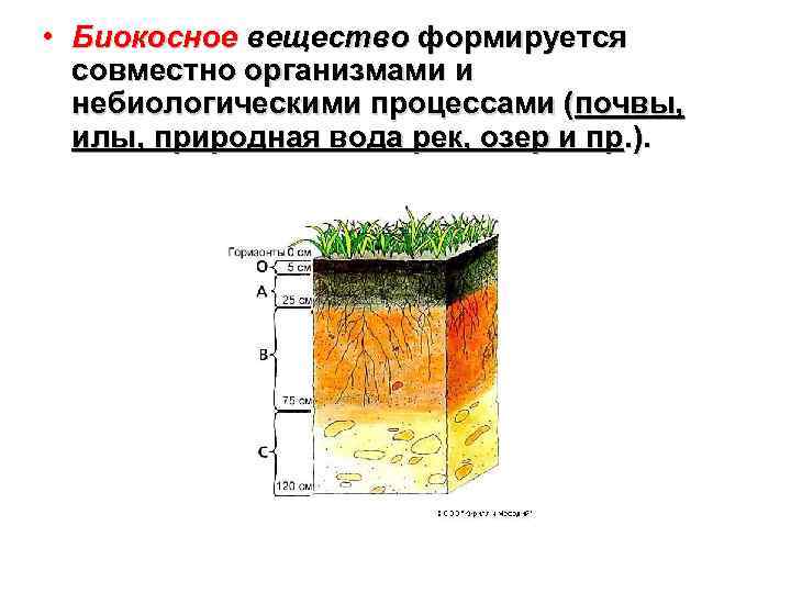  • Биокосное вещество формируется совместно организмами и небиологическими процессами (почвы, илы, природная вода