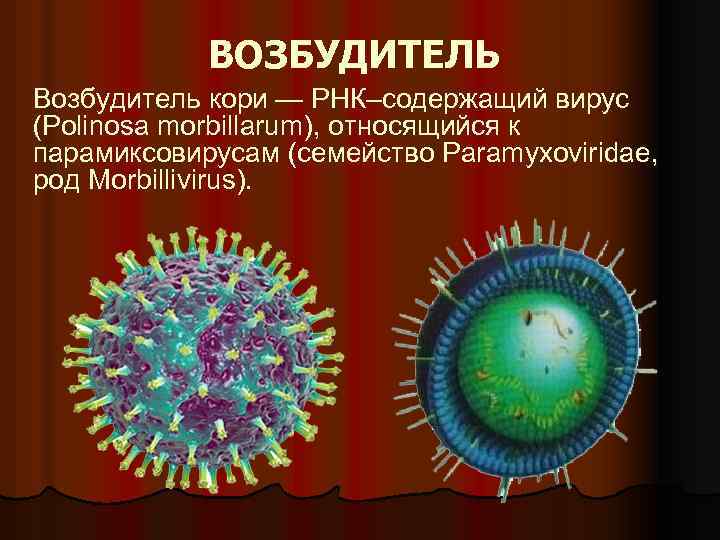 ВОЗБУДИТЕЛЬ Возбудитель кори — РНК–содержащий вирус (Polinosa morbillarum), относящийся к парамиксовирусам (семейство Paramyxoviridae, род