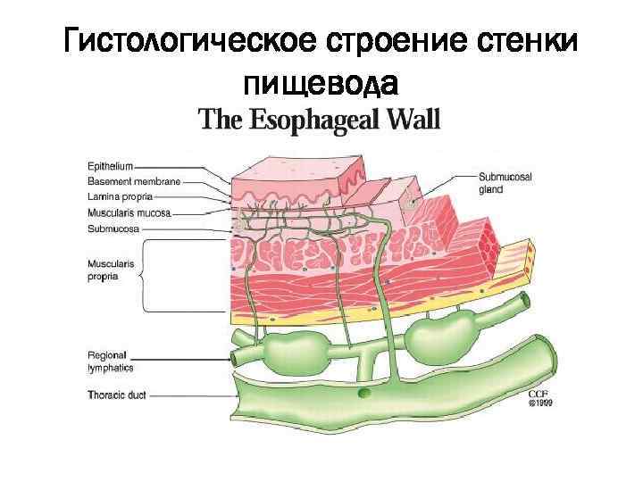 Гистологическое строение стенки пищевода 
