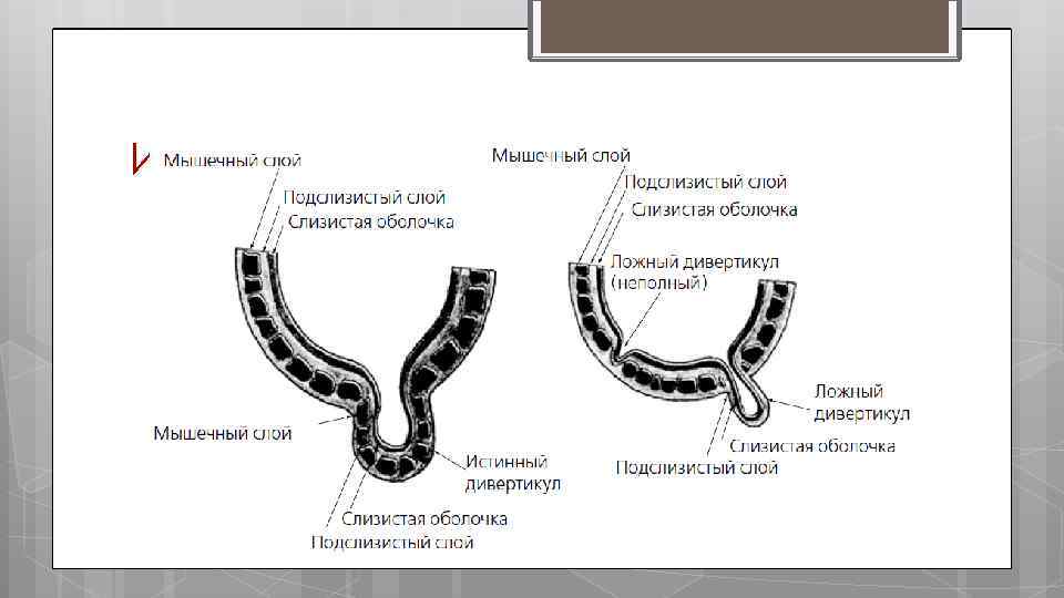 Истинные и ложные. 