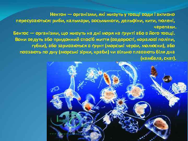 Нектон — організми, які живуть у товщі води і активно пересуваються: риби, кальмари, восьминоги,